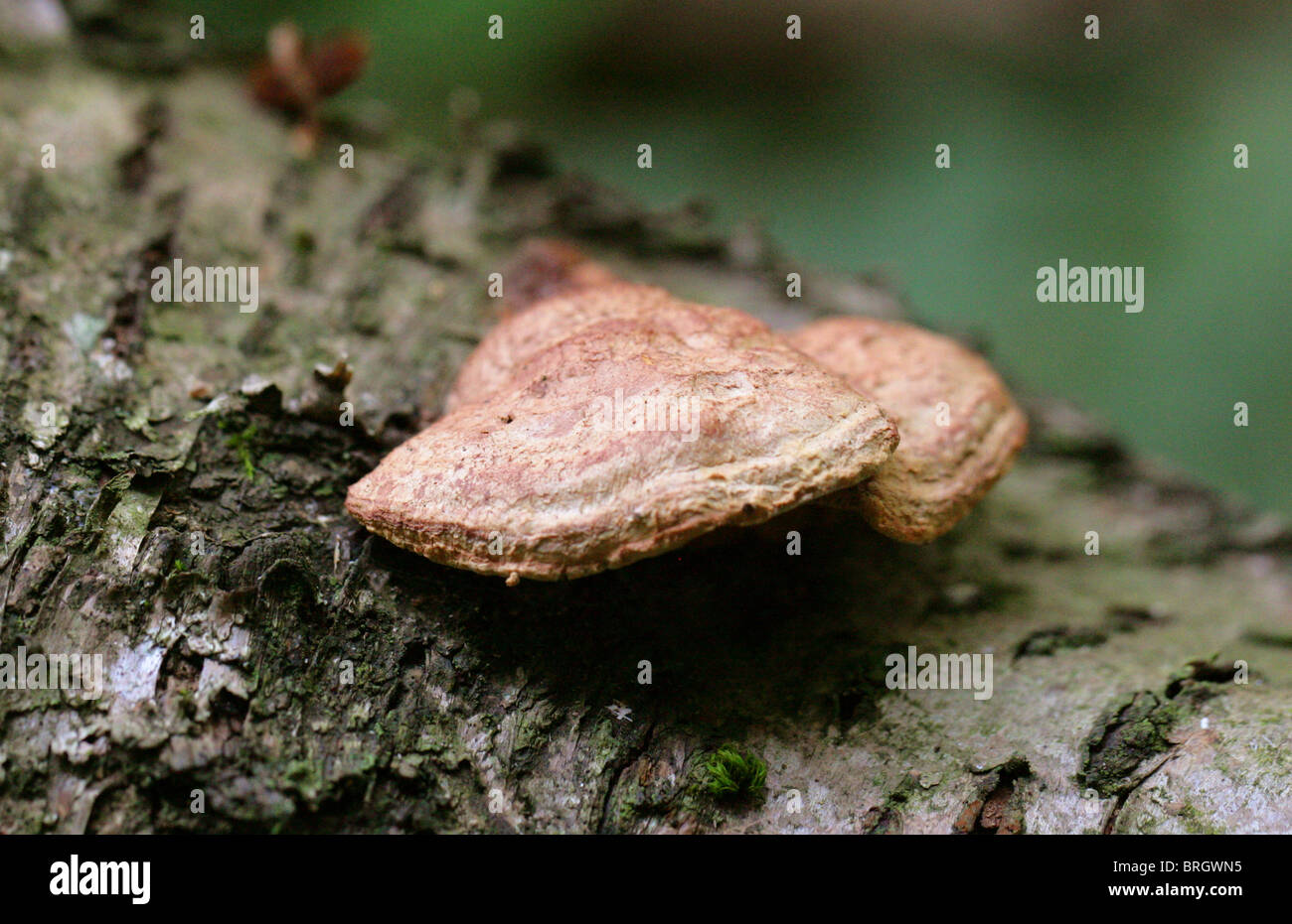 Cinnamon Bracket Fungus, Hapalopilus nidulans (H. rutilans), Polyporaceae, Hapalopilaceae Stock Photo