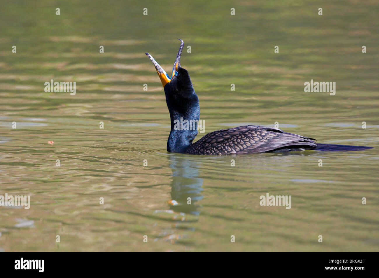 Swallowing a large fish hi-res stock photography and images - Alamy
