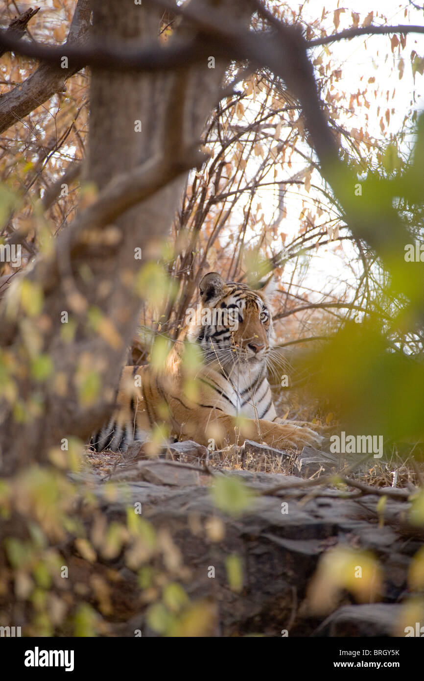 Bengal Tiger (Panthera t. tigris). Resting in cover. Ranthambhore, Rajasthan, India. Stock Photo