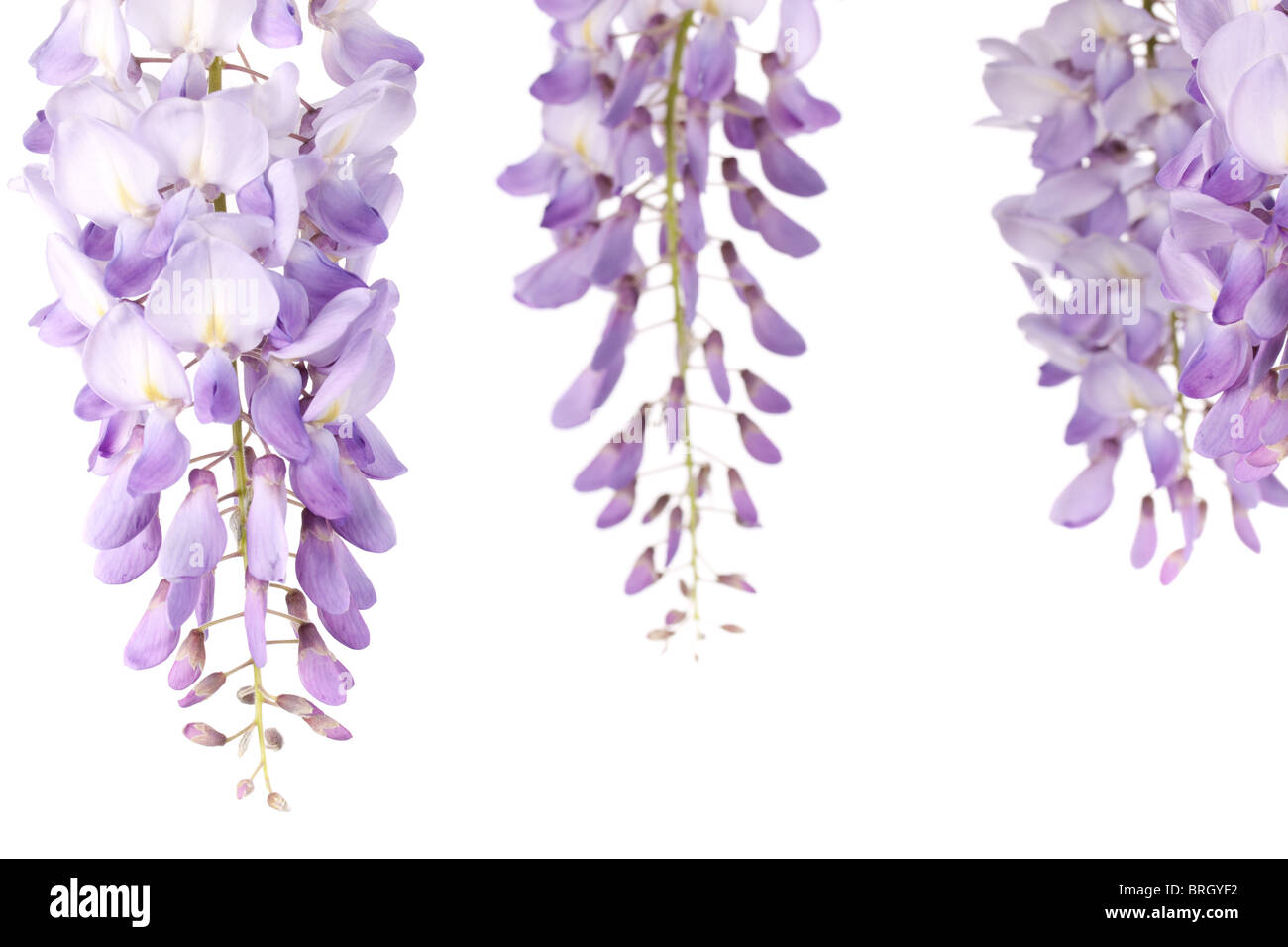 closeup on wisteria flowers isolated on white background Stock Photo