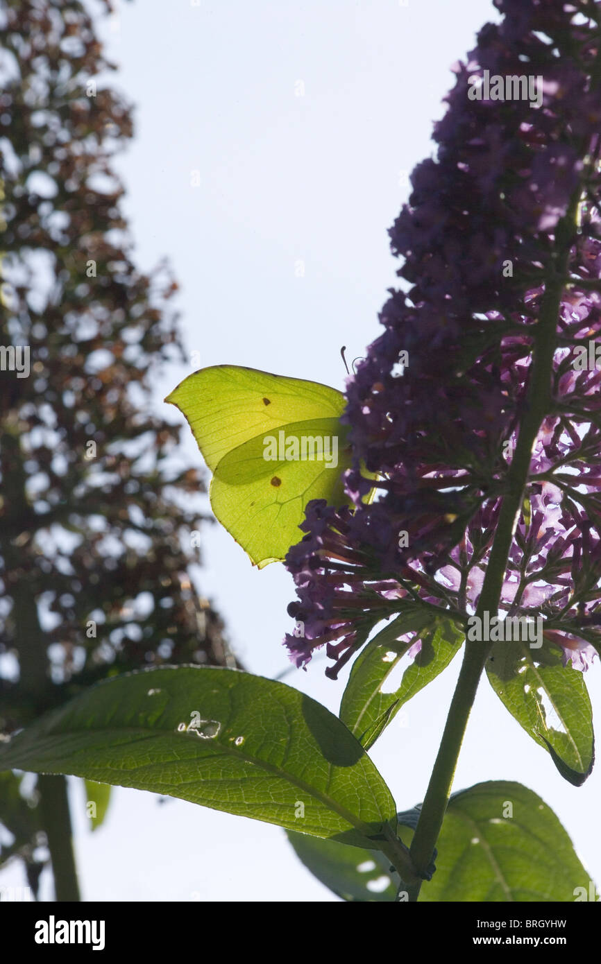 Brimstone Butterfly (Gonepteryx rhamni). Feeding on the flowers of Buddleia daviddii Stock Photo