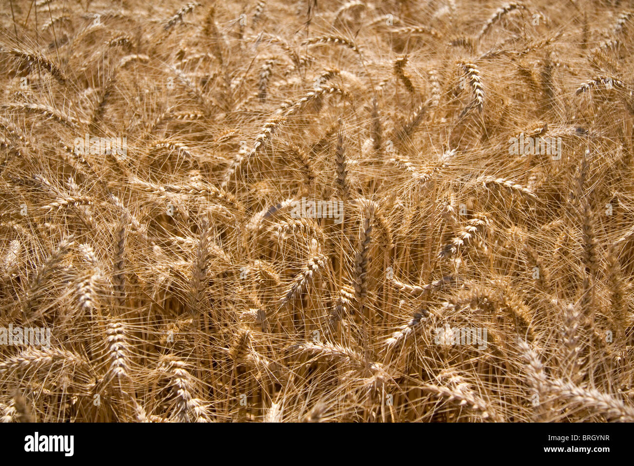 Crop of ripe wheat in the Willamette Valley of Oregon, USA. Stock Photo
