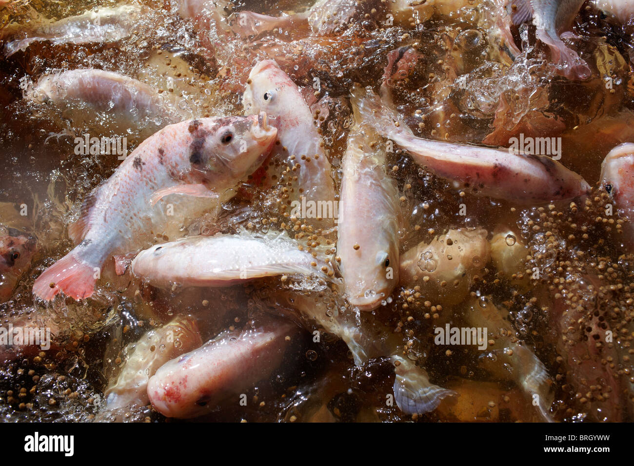 Fresh water Farmed Tilapia fish in North Yorkshire, England Stock Photo