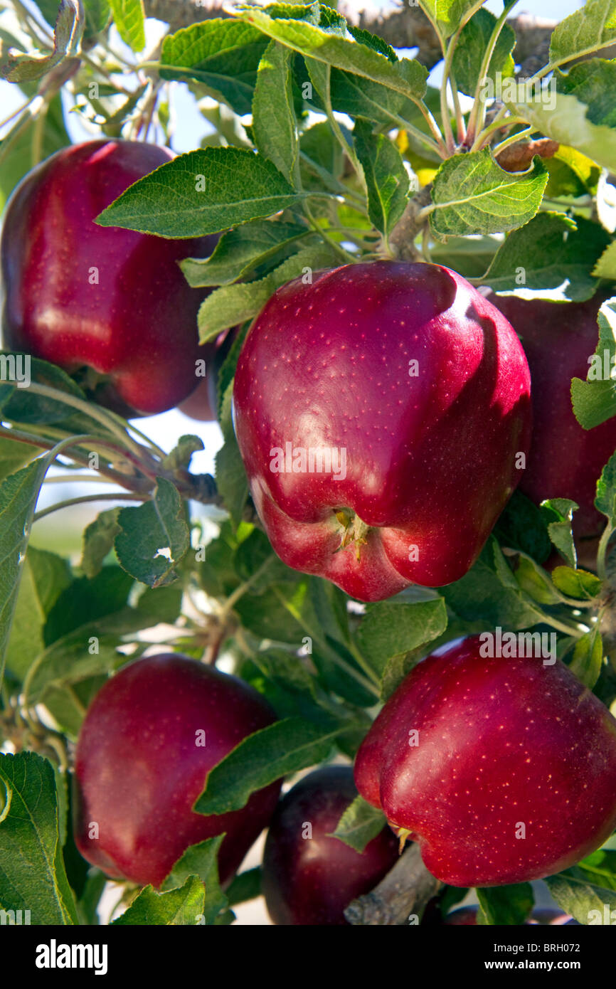 Red Delicious apples grow on the tree in Idaho, USA. Stock Photo