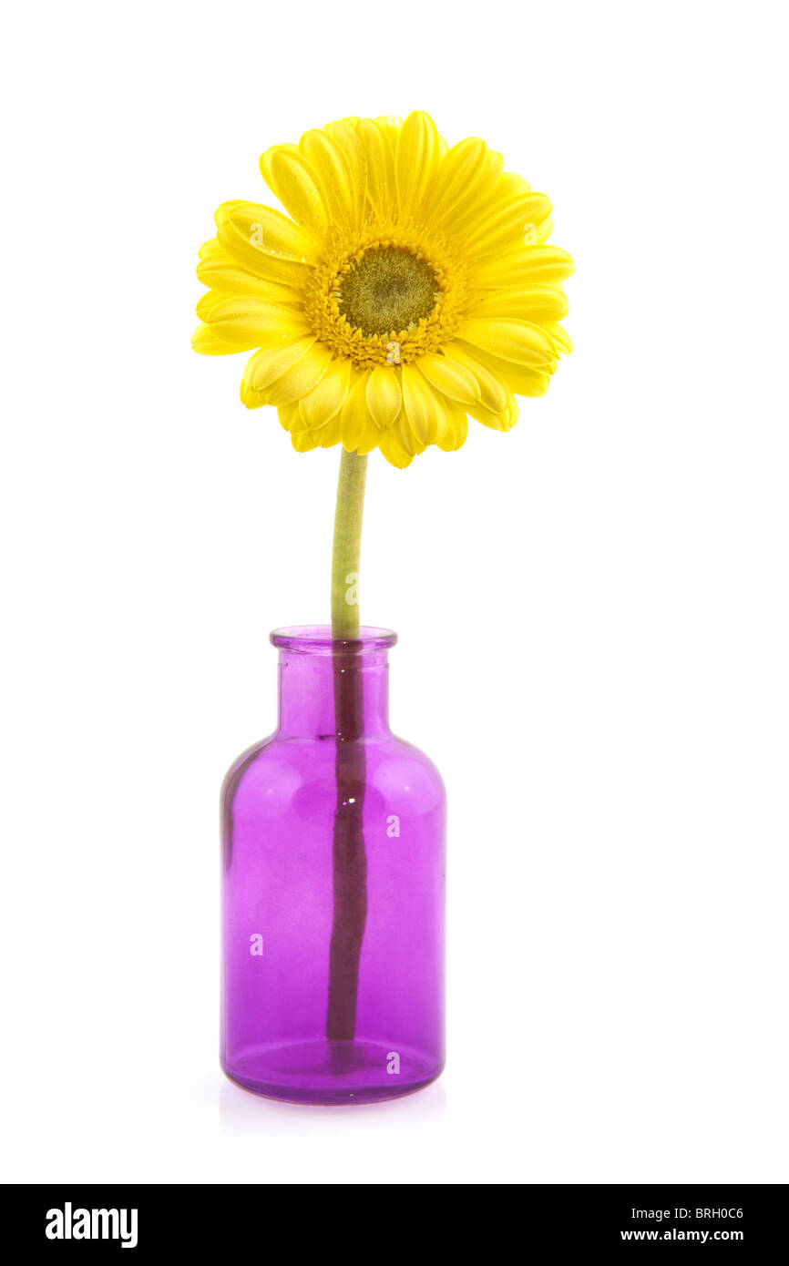 Yellow Gerber flower in purple little glass vases Stock Photo Alamy