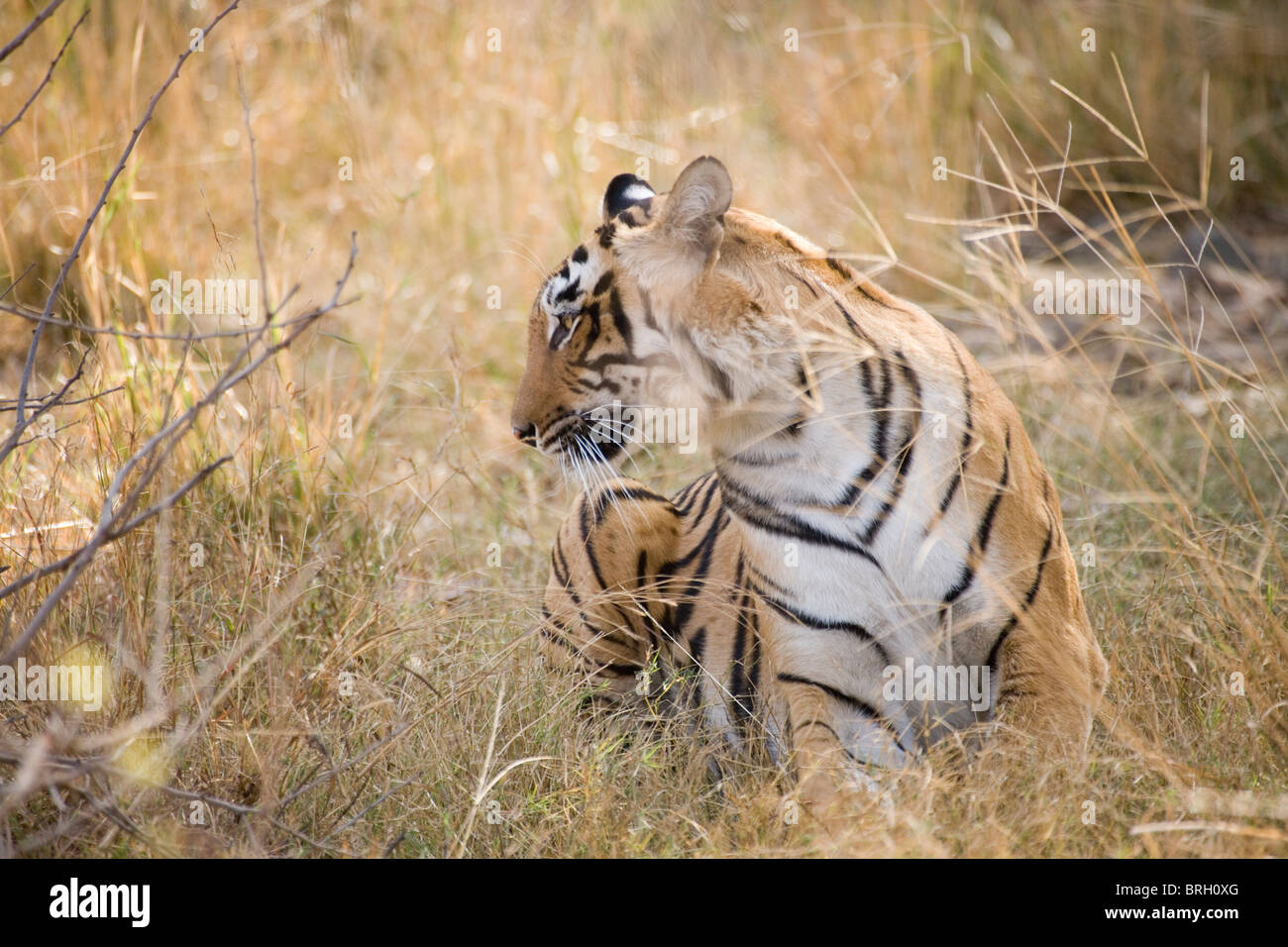 Bengal Tiger (Panthera t. tigris). Ranthambhore, Rajasthan, India. Stock Photo
