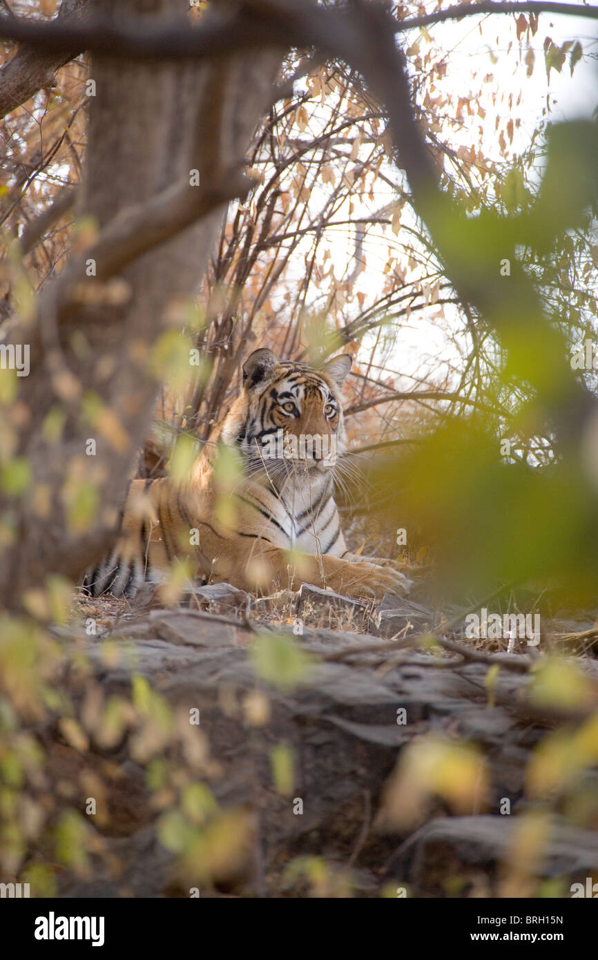 Bengal Tiger (Panthera t. tigris). Resting in cover. Ranthambhore, Rajasthan, India. Stock Photo