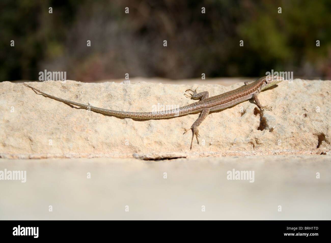 a common European lizard basking on a wall outside a chapel in Gozo off Malta Stock Photo