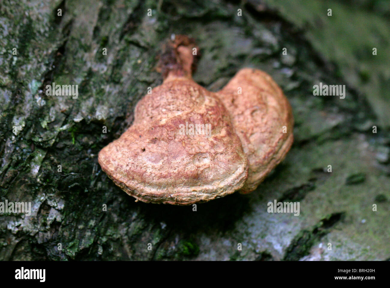 Cinnamon Bracket Fungus, Hapalopilus nidulans (H. rutilans), Polyporaceae, Hapalopilaceae Stock Photo