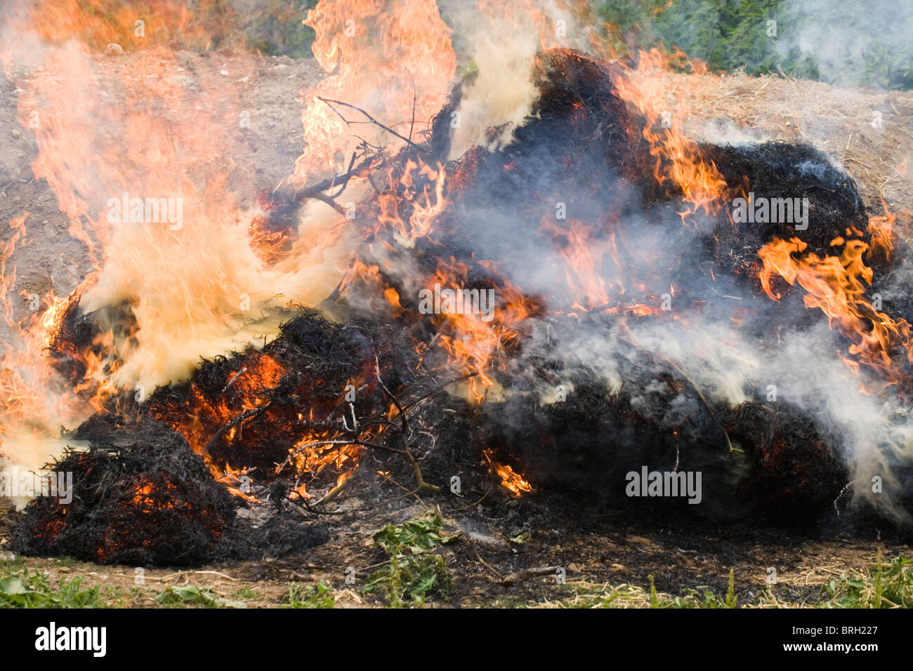 Bonfire alight. Flames; smoke. Stock Photo