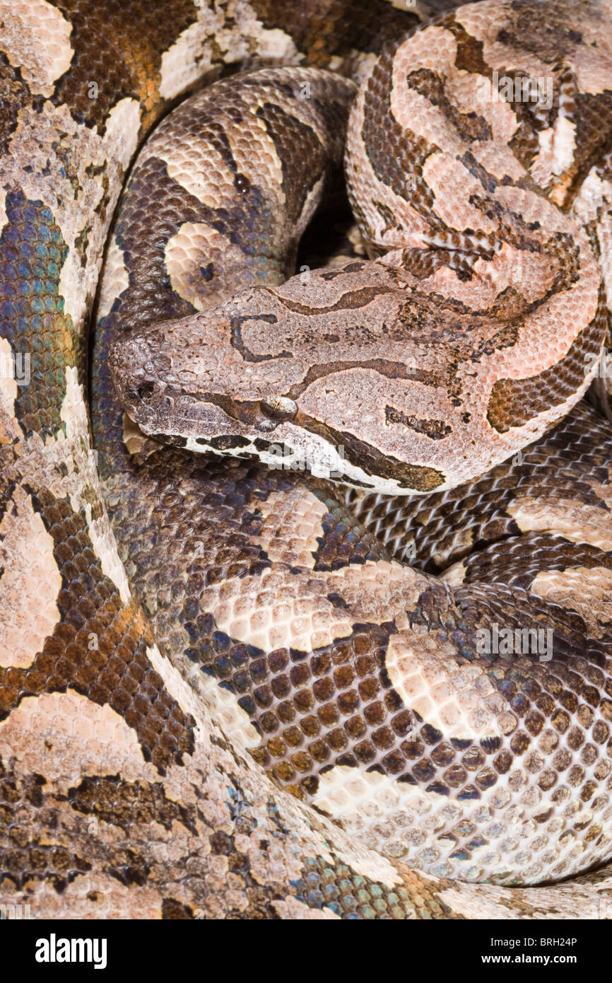 Dumeril's Boa (Boa dumerili). Head. Portrait. Native to Madagascar