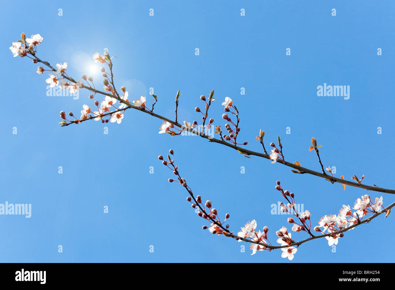 plum tree flowers and buds with sun shining under clear blue sky Stock Photo