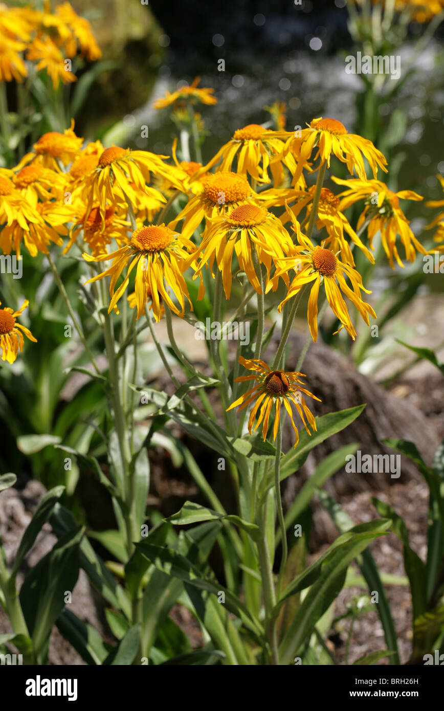 Orange Sneezeweed, Owlclaws, Owl's-claws, Hoope's Sneezeweed, Helenium hoopesii, Asteraceae, South Western USA, North America. Stock Photo