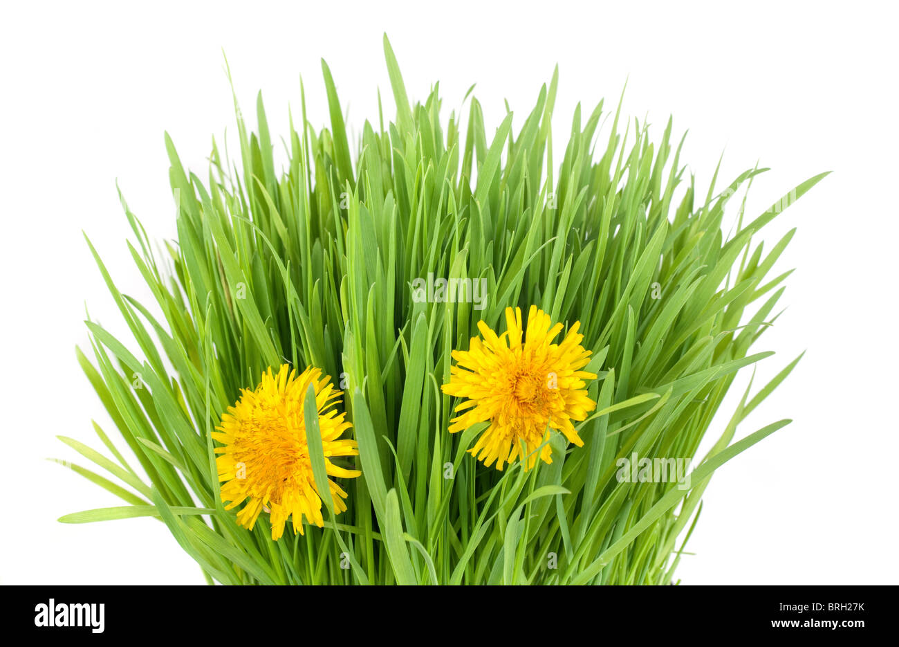 Tuft flower hires stock photography and images Alamy