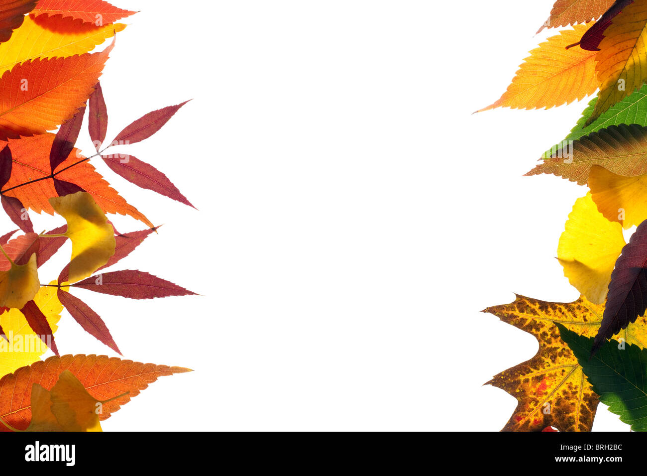 vivid fall frame with many tree species Stock Photo - Alamy