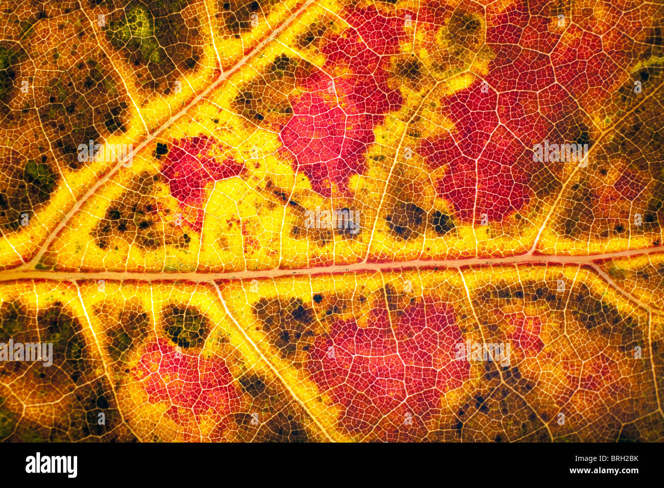 Oak leaf background hi-res stock photography and images - Alamy