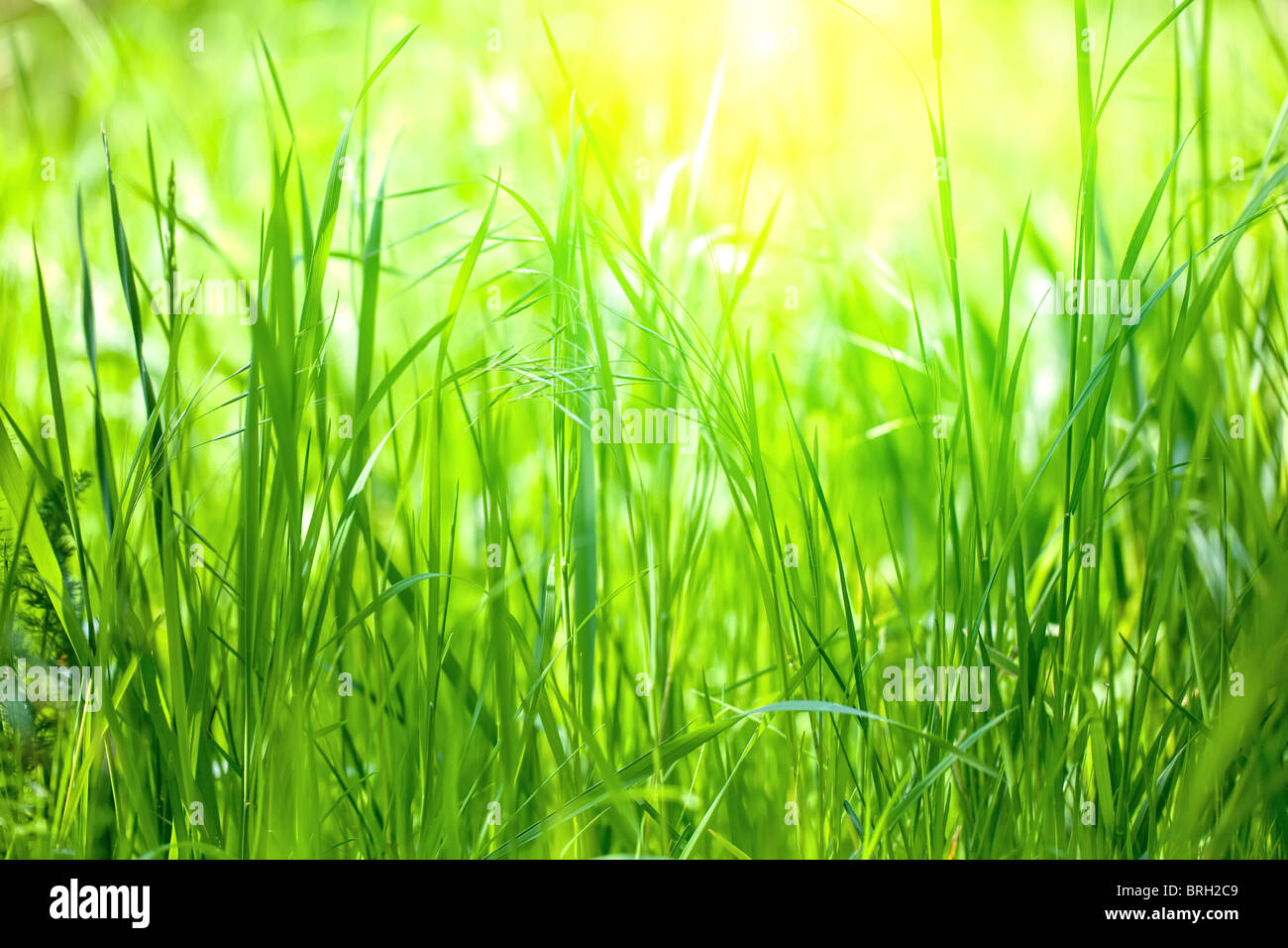 long grass meadow closeup with bright sunlight Stock Photo - Alamy