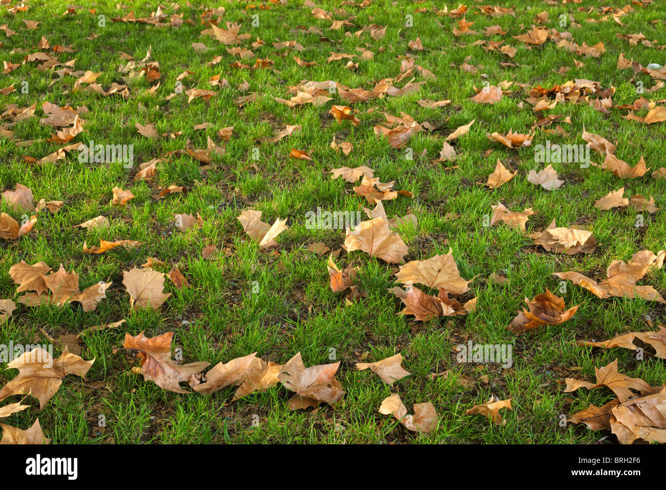plane tree fallen leaves on park grass Stock Photo