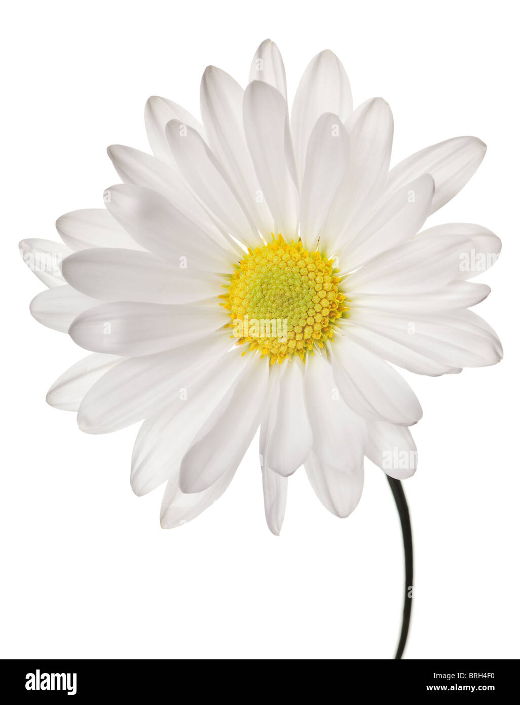 daisy isolated on a pure white background Stock Photo