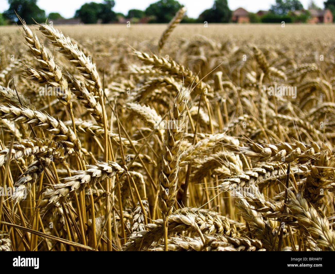 Many heads of corn in field ready for harvesting Stock Photo