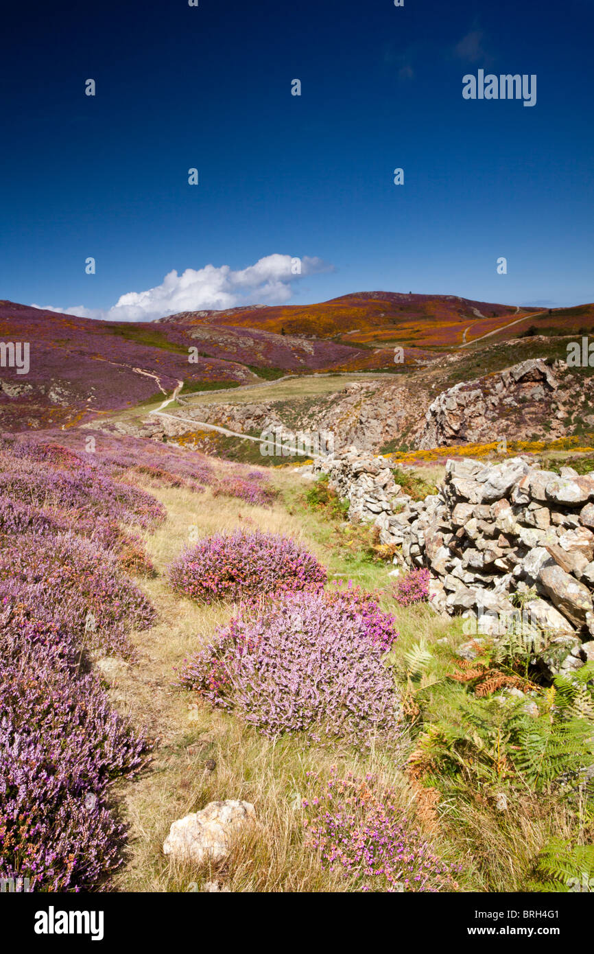 Sychnant pass near Conwy Wales is a local beauty spot admired by tourists and locals for its profusion of heather and gorse. Stock Photo