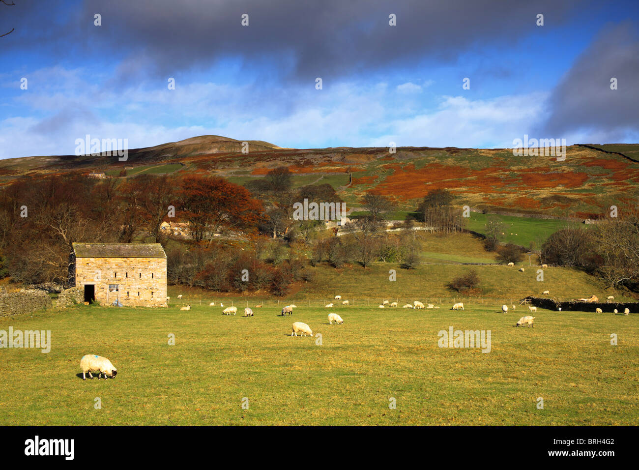 barn with sheep in the field and hills in background covered in gorse and heather Stock Photo