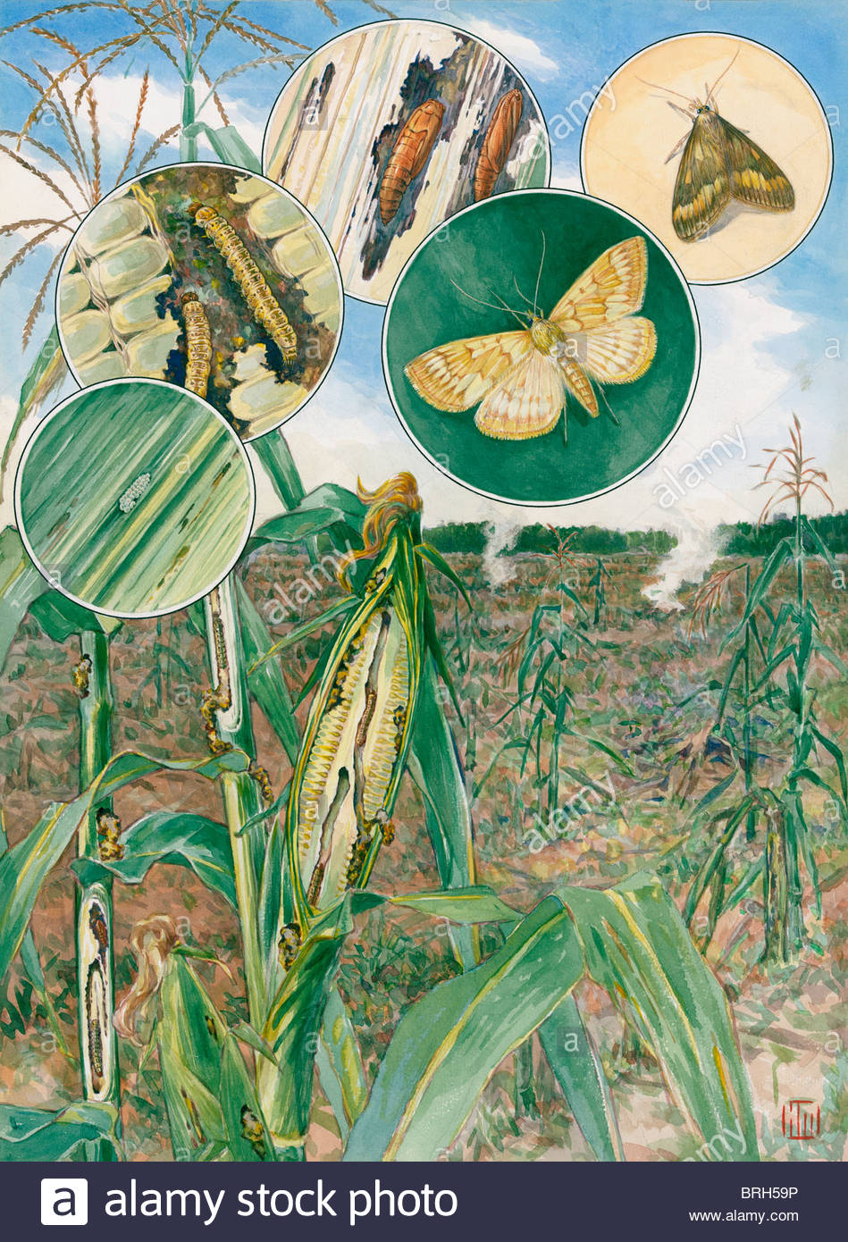 Corn Borer Life Cycle