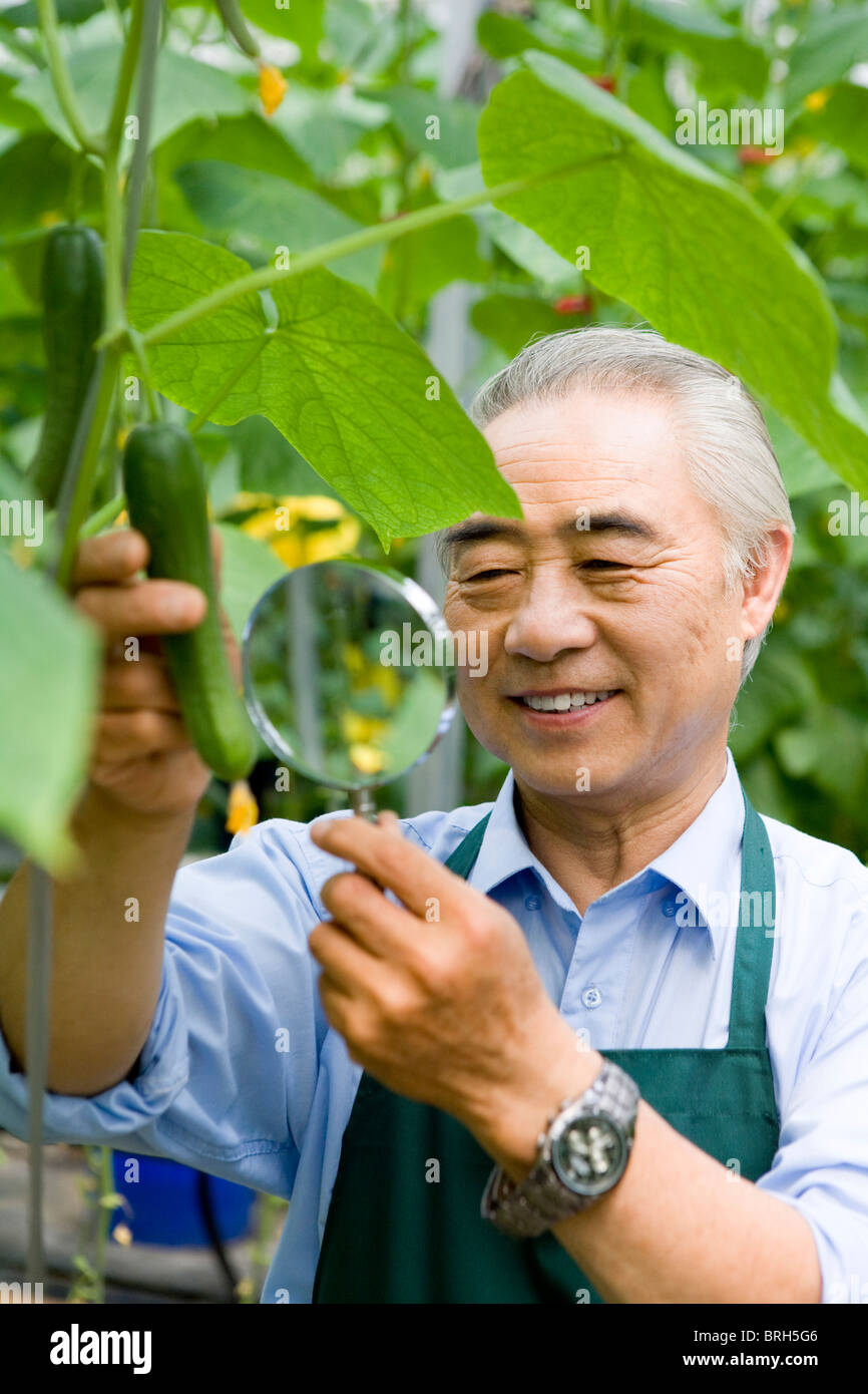 Farmer studying cucumbers in modern farm Stock Photo Alamy