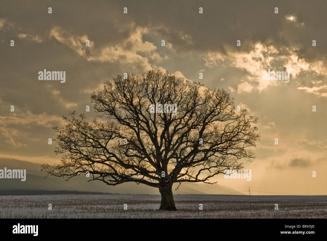 Black oak tree and field hi-res stock photography and images - Alamy