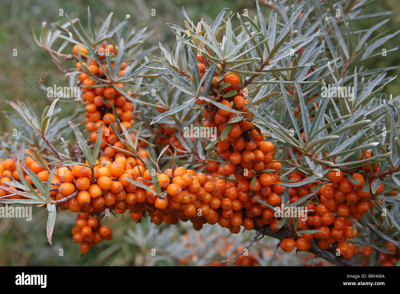 Sea Buckthorn Berries Hippophae rhamnoides Taken on the Sefton Coast, Merseyside, UK Stock Photo