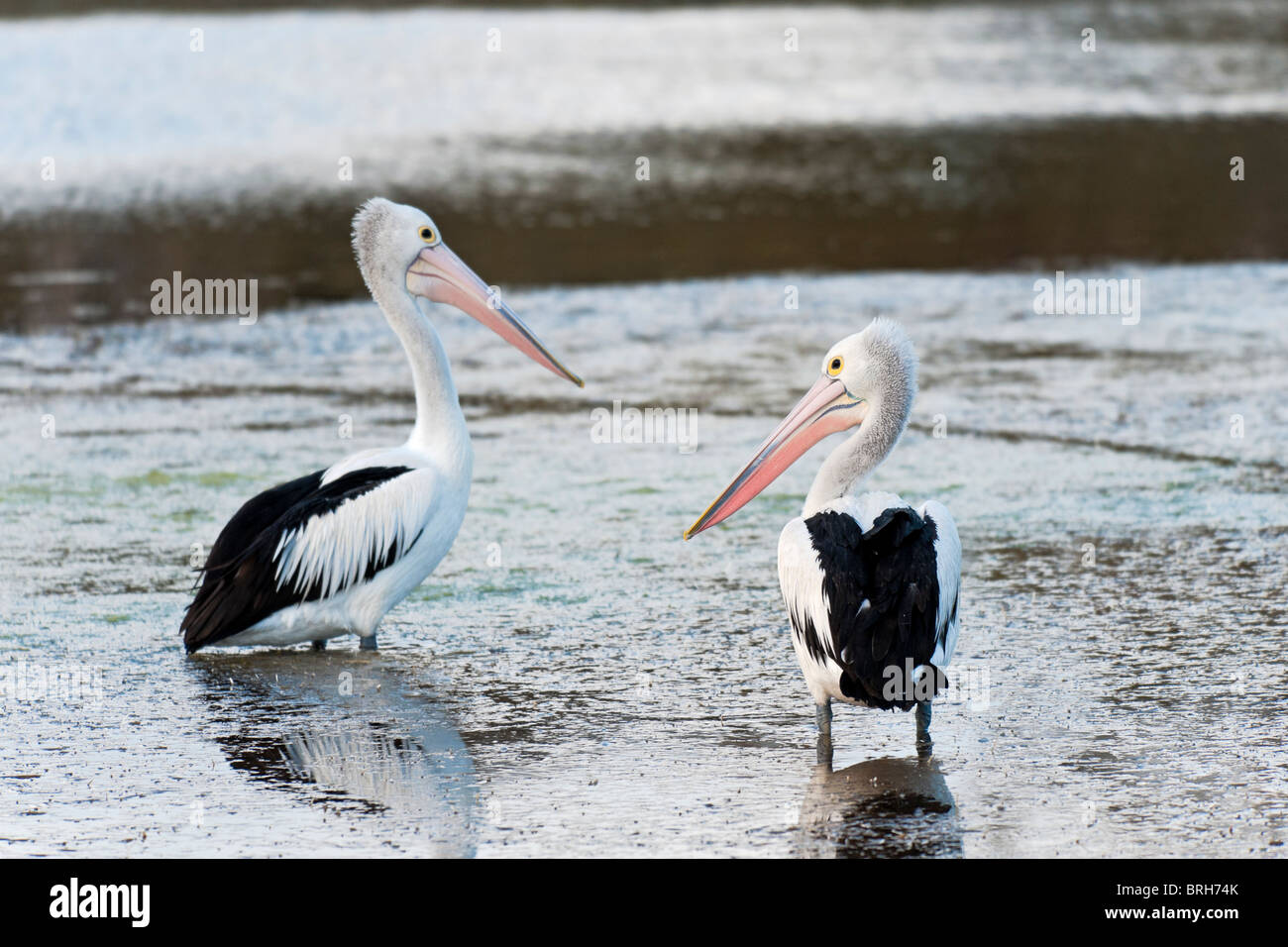 Two pelicans. NSW, Australia Stock Photo