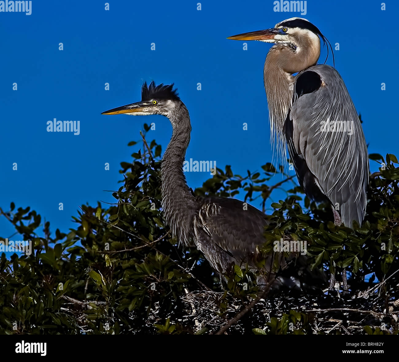 Tricolored heron tree hi-res stock photography and images - Alamy
