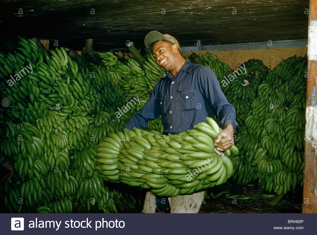 Honduras Bananas High Resolution Stock Photography and Images Alamy