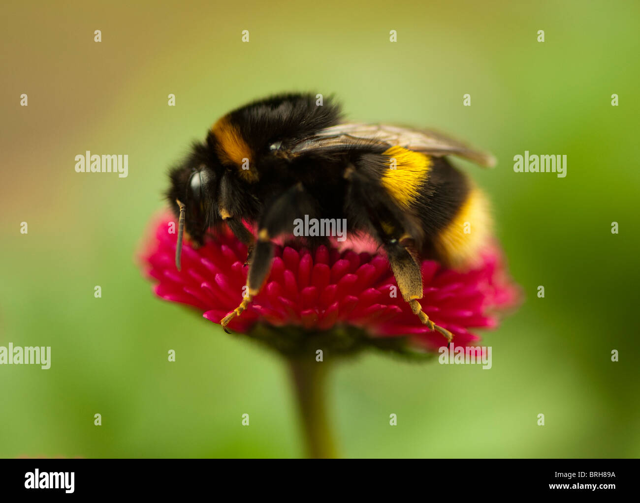 Bumble bee on pink flower Stock Photo