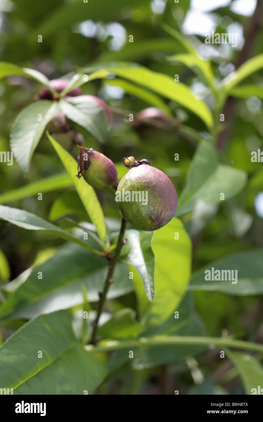 Nectarine Fruit Tree Stock Photo Alamy