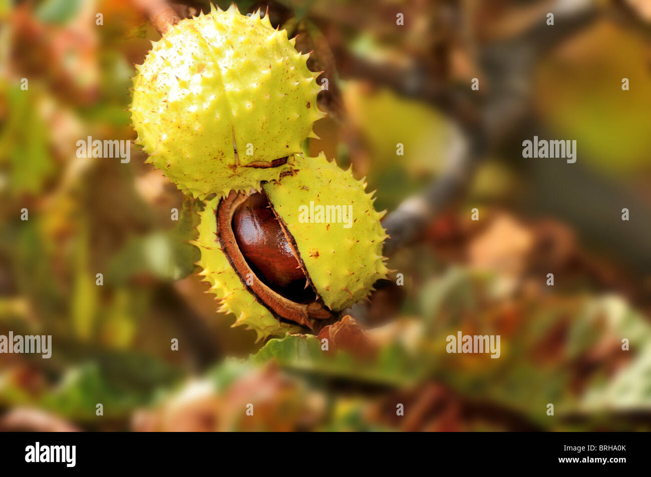 Water Chestnut Seed Pods