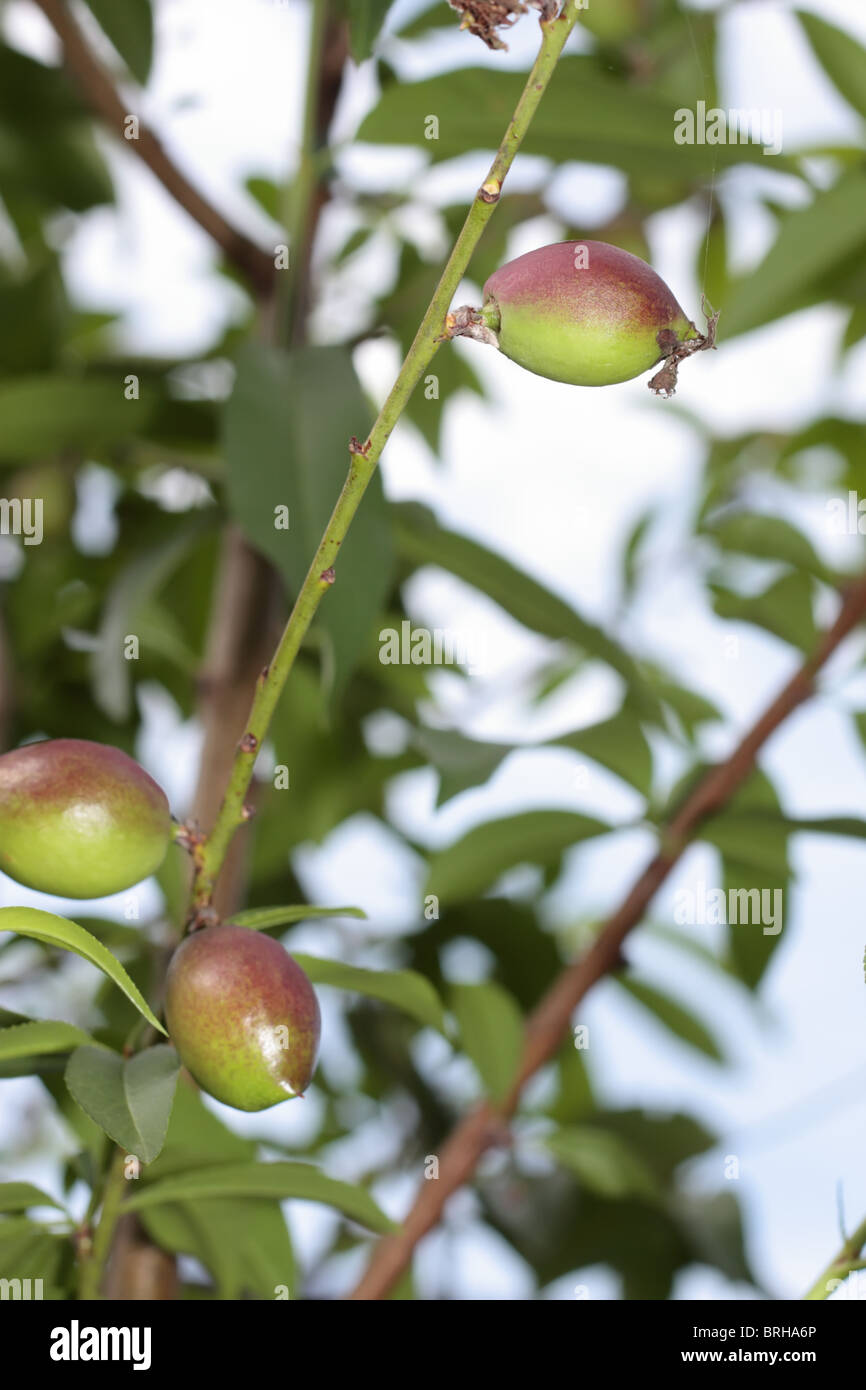 Nectarines Tree in Spring Time Stock Photo Alamy