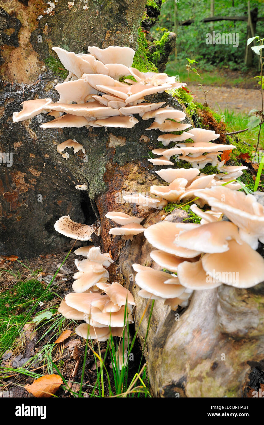Layers of fungus hi-res stock photography and images - Alamy