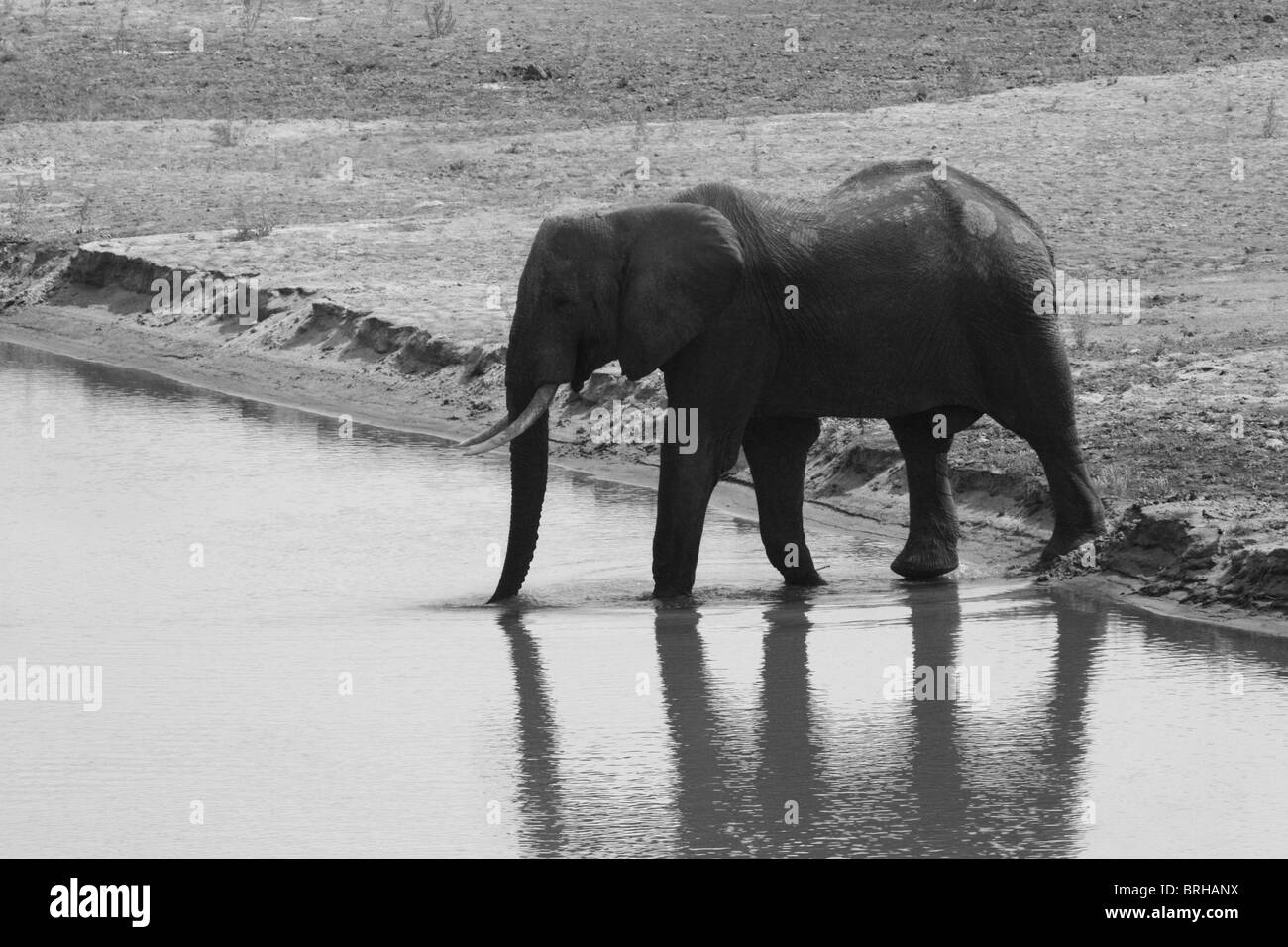 south luangwa national park zambia