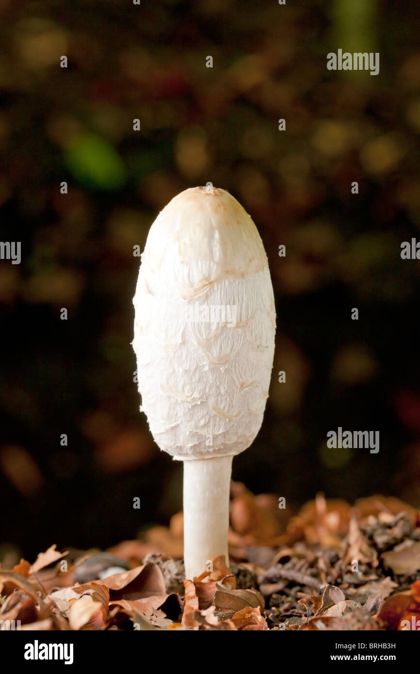 Young shaggy ink cap mushroom (Coprinus comatus) Stock Photo