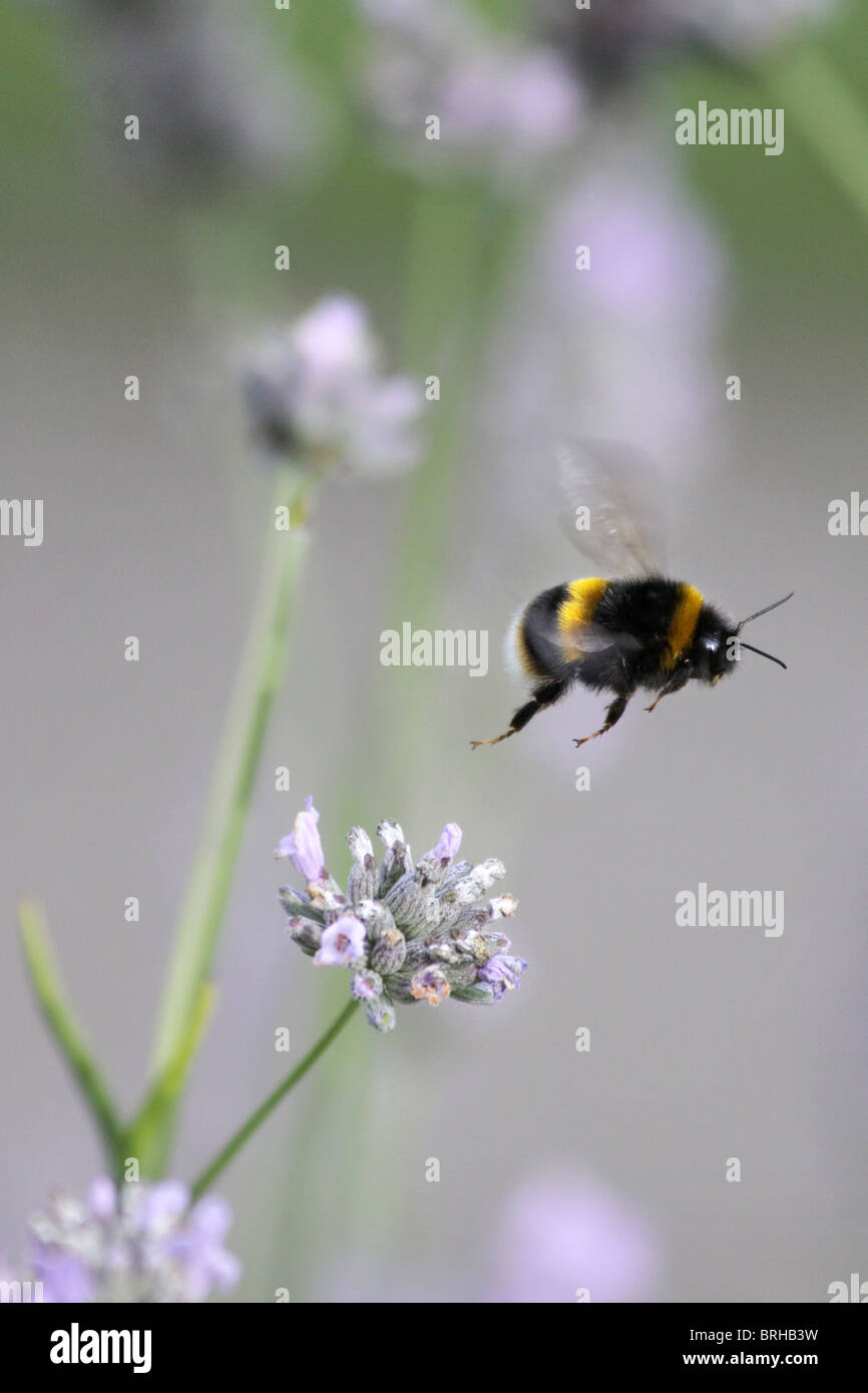 bumble bee Stock Photo