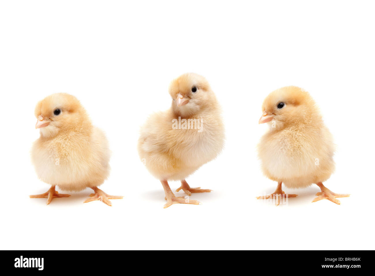 Baby chicks isolated on white - set of three cute young chickens (Buff Orpington) Stock Photo