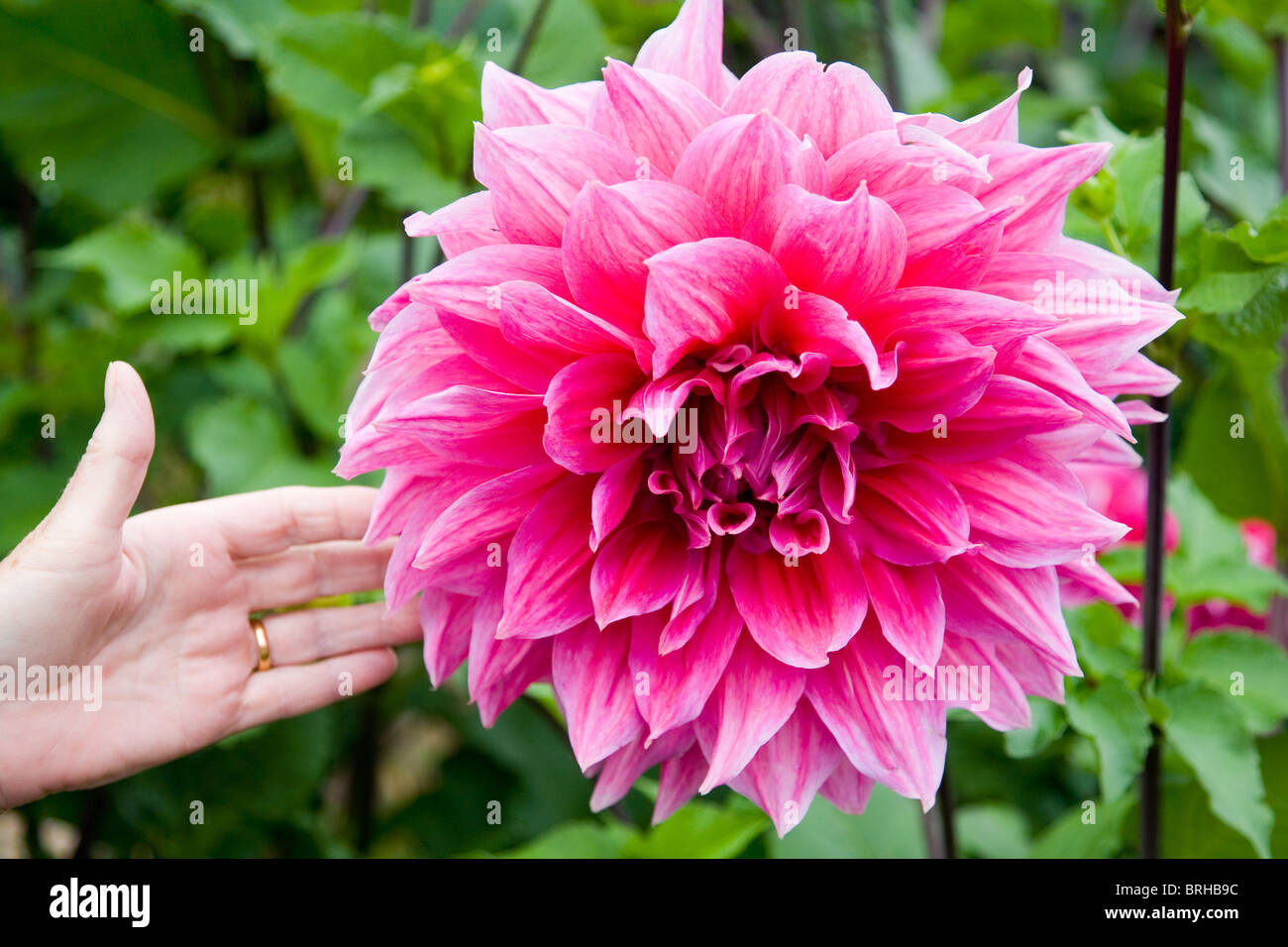Ottos thrill dinner plate dahlia hi-res stock photography and images ...