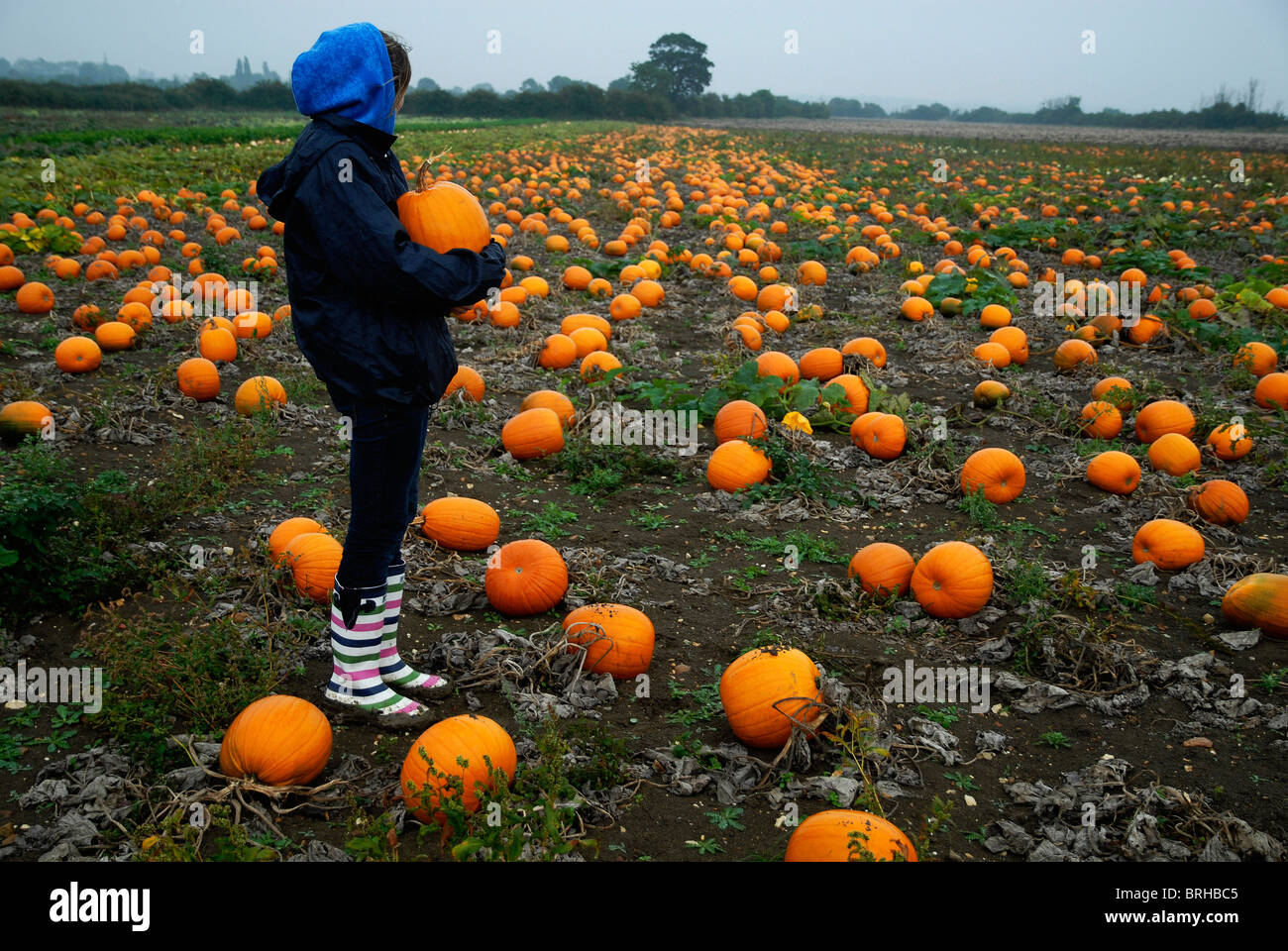 Imogen Pell amongst a sea of pumpkins awaiting harvest in readiness for Halloween, at Pell and Sons Farm near Bedford. Stock Photo
