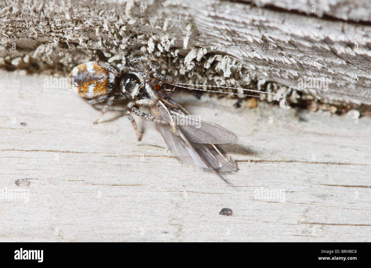 Zebra Jumping Spider killing and feeding on a Caddis Fly Stock Photo