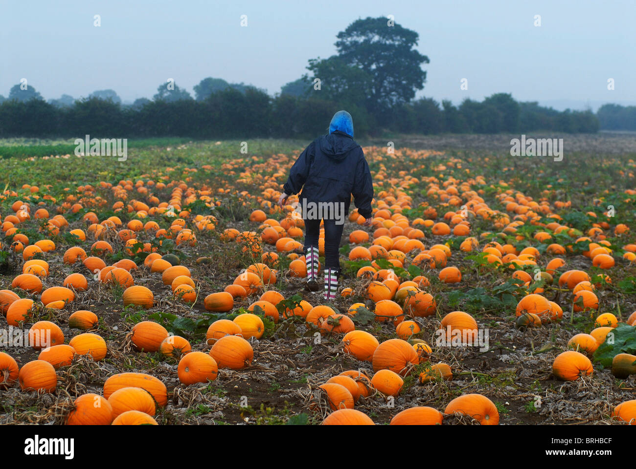 Imogen Pell amongst a sea of pumpkins awaiting harvest in readiness for Halloween, at Pell and Sons Farm near Bedford. Stock Photo