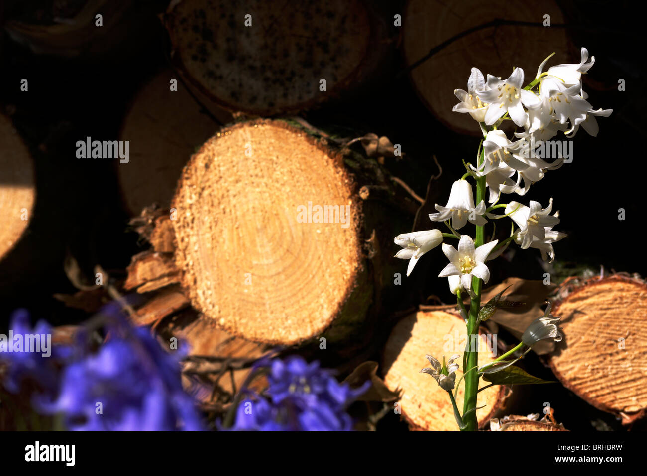 White and blue Bells in front of a wood pile Stock Photo