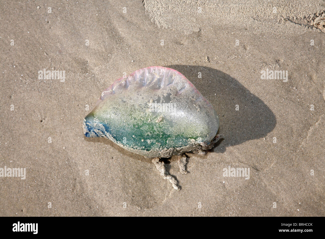 Jellyfish, Galveston, Texas, USA Stock Photo Alamy