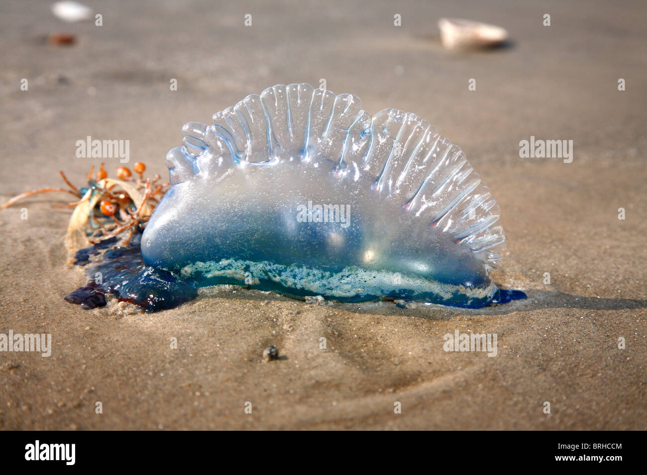 Washed up texas beach creature hires stock photography and images Alamy