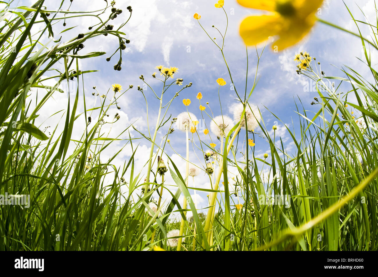 Wild Flowers, Salzburg, Austria Stock Photo